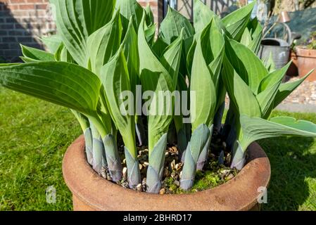 Nahaufnahme von neuen grünen Triebe wächst von Hosta Pflanze im Frühjahr in Ton Terrakotta-Topf im Garten England Großbritannien Großbritannien GB Großbritannien Stockfoto