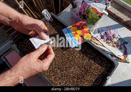 Nahaufnahme eines Menschen, der eine Packung öffnet und kalifornische Mohn-Samen in einen Pflanzkartoffelbehälter im Frühjahr in England, Großbritannien, einpflanzt Stockfoto