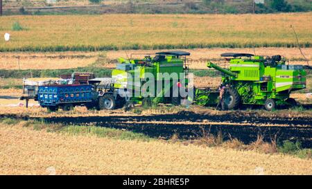 Ernte staubigen, trocken reifen Weizen Ernte und vorgeschriebenen Verbrennungen in der Farm Indian Stockfoto