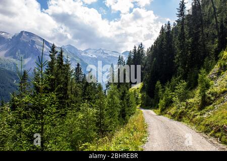 Wanderweg durch Wald mit Hintertuxer Gletscher im Hintergrund Stockfoto