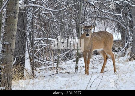 Ein junger Weißschwanz-Hirsch, 'Odocoileus virginianus', steht am Rande eines Waldgebietes im frisch fallenden Schnee im ländlichen Alberta Kanada. Stockfoto