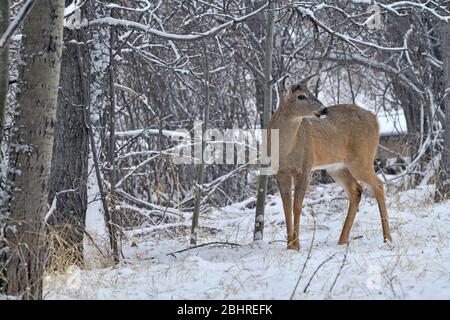 Ein junger Weißschwanz-Hirsch, 'Odocoileus virginianus', steht am Rande eines Waldgebietes im frisch fallenden Schnee im ländlichen Alberta Kanada. Stockfoto