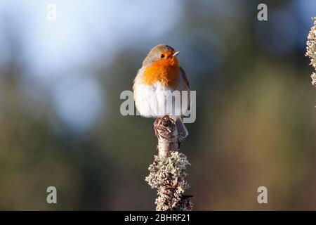 Robin Erithacus rubecula, Aberdeenshire Stockfoto