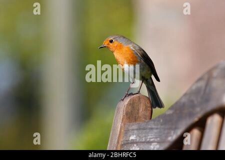 Robin Erithacus rubecula, auf Gartensitzplatz, Aberdeenshire Stockfoto