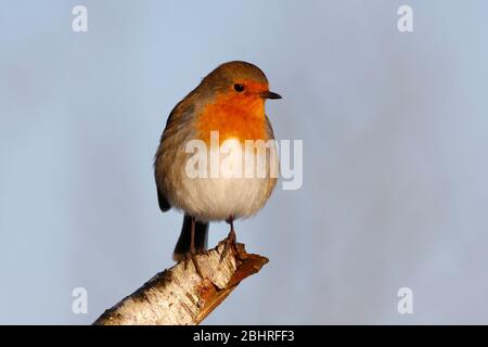 Robin Erithacus rubecula, Aberdeenshire Stockfoto