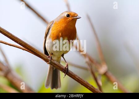 Robin Erithacus rubecula, Aberdeenshire Stockfoto