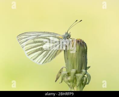 Ein grün-adernierter weißer (Pieris napi) Schmetterling, der auf einer Löwenzahn-Blütenknospe mit einem sauberen Hintergrund postelt Stockfoto