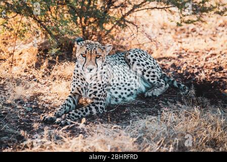 Namibia: Bilder der namibischen Schönheiten - EIN Gepard Stockfoto