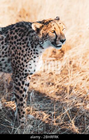 Namibia: Bilder der namibischen Schönheiten - EIN Gepard Stockfoto