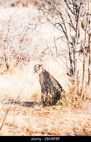 Namibia: Bilder der namibischen Schönheiten - EIN Gepard Stockfoto