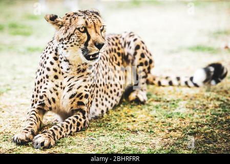 Namibia: Bilder der namibischen Schönheiten - EIN Gepard Stockfoto