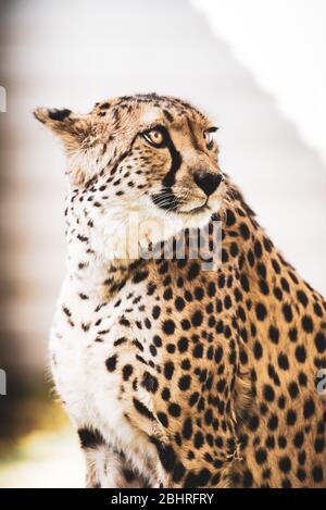 Namibia: Bilder der namibischen Schönheiten - EIN Gepard Stockfoto