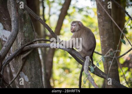 Nördlicher Schweinermakak (Macaca leonina), Khao Yai Nationalpark, Thailand. Stockfoto