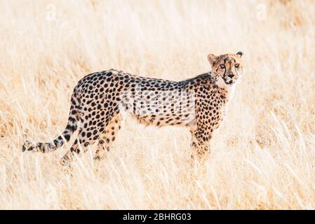 Namibia: Bilder der namibischen Schönheiten - EIN Gepard Stockfoto