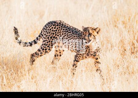 Namibia: Bilder der namibischen Schönheiten - EIN Gepard Stockfoto