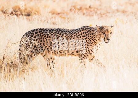 Namibia: Bilder der namibischen Schönheiten - EIN Gepard Stockfoto