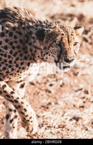 Namibia: Bilder der namibischen Schönheiten - EIN Gepard Stockfoto