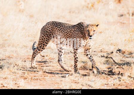 Namibia: Bilder der namibischen Schönheiten - EIN Gepard Stockfoto