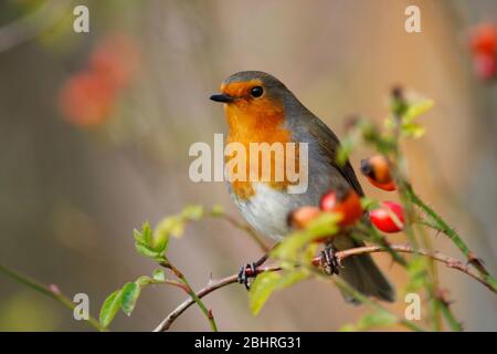Robin Erithacus rubecula, im Rosenbusch, Aberdeenshire Stockfoto