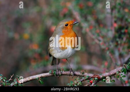 Robin Erithacus rubecula, in Cotoneaster Bush, Aberdeenshire Stockfoto