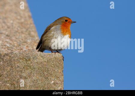 Robin Erithacus rubecula, an der Hauswand, Aberdeenshire Stockfoto
