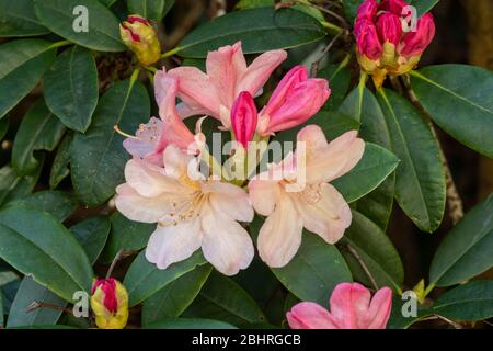 Rhododendron 'Percy Wiseman' Pflanze mit pfirschigen rosa Blüten oder Blüten Ende April, UK Stockfoto