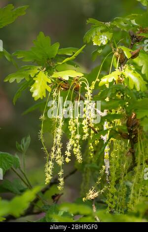 Sessile Eiche (Quercus petraea) im April mit männlichen Blüten (Kätzchen) hängen unten, UK Stockfoto