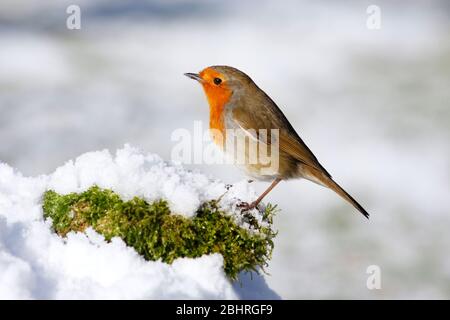 Robin Erithacus rubecula, in Snow, Aberdeenshire Stockfoto
