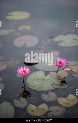 Seerosen an einem Wasserteich im Wat Mahathat Tempel, Sukhothai historische Stätte, Sukhothai, Thailand. Stockfoto