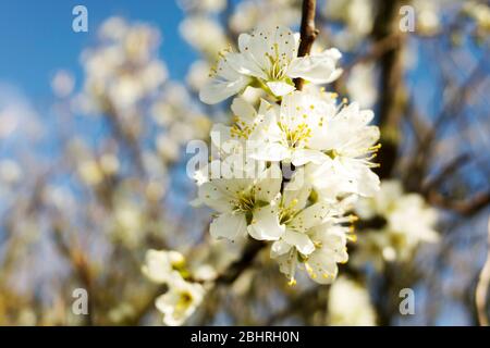 Nahaufnahme der weißen Kirschblüte in voller Blüte am blauen Himmel, Kent England. Stockfoto