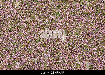 Gesundes Heidekraut. Hintergrund der trockenen Heideblüten. Draufsicht. Kräutermedizin. Stockfoto