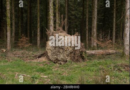 Entwurzelte Evergreen Douglas-Tannenbaum (Pseudotsuga menziesii) in einem Wald im ländlichen Devon, England, Großbritannien Stockfoto