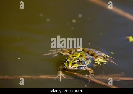 Frontaler Schuss des kleinen, im Wasser schwimmenden, europäischen Grünfroschs Stockfoto