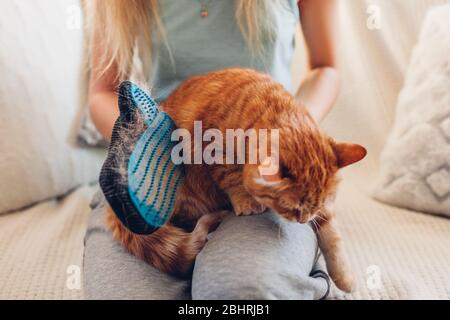 Putzende Katze mit Handschuh, um die Haare von Haustieren zu entfernen. Frau, die sich um die Tierkämmerei zu Hause mit Handgummihandschuh kümmert Stockfoto