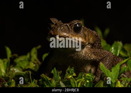 Cane Toad (Rhinella Marina) von Mindo, Ecuador. Stockfoto