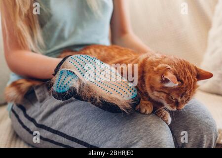 Putzende Katze mit Handschuh, um die Haare von Haustieren zu entfernen. Frau, die sich um die Tierkämmerei zu Hause mit Handgummihandschuh kümmert Stockfoto