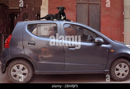 Lustige Tiere Fotografie oder Bilder - Aufnahme von Funny Indian Street oder Stray Dog sitzt auf dem Dach eines Autos Stockfoto
