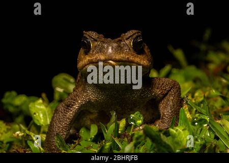 Cane Toad (Rhinella Marina) von Mindo, Ecuador. Stockfoto
