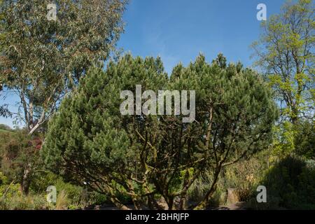 Winterfolie der Evergreen Zwergkiefer (Pinus mugo 'Trompenburg') in einem Garten im ländlichen Devon, England, Großbritannien Stockfoto