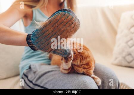 Putzende Katze mit Handschuh, um die Haare von Haustieren zu entfernen. Frau, die sich um die Tierkämmerei zu Hause mit Handgummihandschuh kümmert Stockfoto