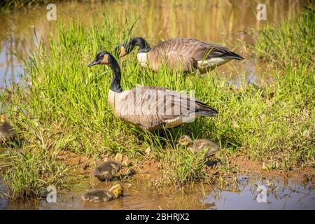 Kanadische Gänse Eltern beobachten ihre Baby-Gänse, die an einem hellen sonnigen Tag im Frühling entlang der Küste in den Feuchtgebieten essen Stockfoto