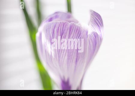 Lila weiße Krokusblüte Nahaufhörerknospe, Seitenansicht. Stockfoto