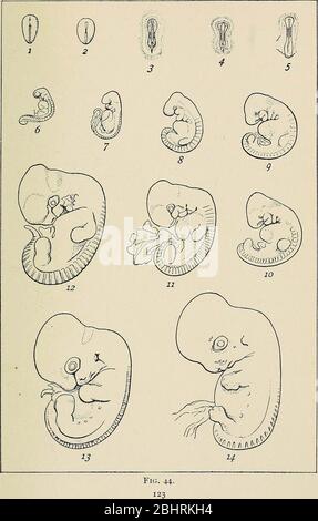 'Das Problem von Alter, Wachstum und Tod; eine Studie zur Zytomorphose, basierend auf Vorlesungen am Lowell Institute, März 1907' (1908) Stockfoto