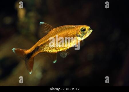 Silberspitze tetra (wissenschaftlicher Name: Hasemania nana) im Süßwasseraquarium Stockfoto