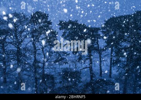 Schnee fällt vor Nadelbäumen, die im Sill National Landscape Discovery Centre, Northumberland National Park, England, gepflanzt werden Stockfoto