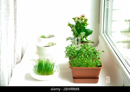 Rote Radieschen-Mikrogreens in einer Schüssel. Junge Pflanzen, Setzlinge und Sprossen. Grüne Triebe, gesunde Ernährung, vegan, Hobby. Biophiles Konzept. Fensterbank Garten. Stockfoto