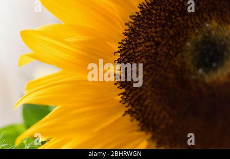 Nahaufnahme Bild der Sonnenblume Hintergrund mit echten schönen Bokeh. Makrofotografie, Tapete, Muster, selektiver Fokus. Stockfoto