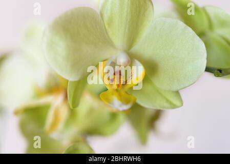 Schöne gelb-grüne Orchideenblume Cattleya Orchideen, Cattleya labiata isoliert ot weißen Hintergrund. Makrofotografie, Tapete, Muster, selektiv Stockfoto