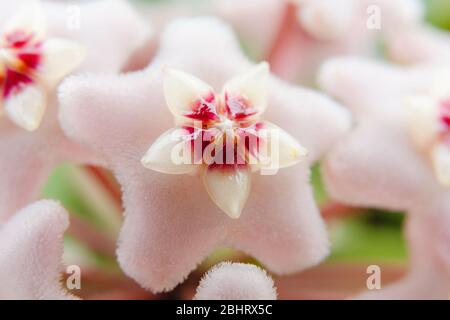 Sternform Blume, Hoya Carnosa, auch bekannt als Porzellanblume oder Wachspflanze. Makro-Foto auf der Blume. Stockfoto