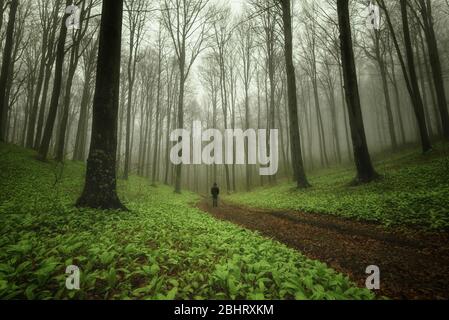 Spring Forest. Frische grüne Wälder im Wald von Bulgarien. Blühender Bärlauch. Wilder Knoblauch Teppich im Wald bereit zur Ernte. Ramsons oder Bear's Stockfoto